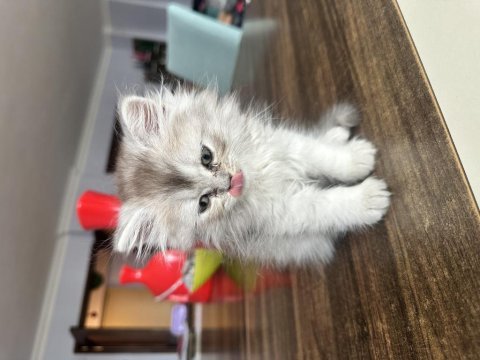 Sağlıklı british longhair 1.5 aylık yavru