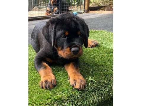 Dişi erkek rottweiler kapıda ödemeli güvenli sistem