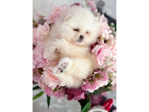 Mini boy pomeranian küçük prenses