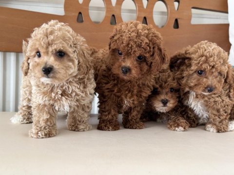 Ankaranın  en seçkin maltipoo yavruları