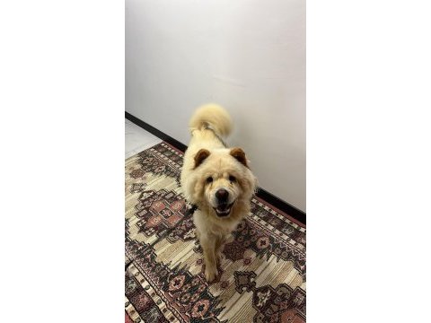 2 yaşında çin aslanı kızımızı sahiplendiriyoruz