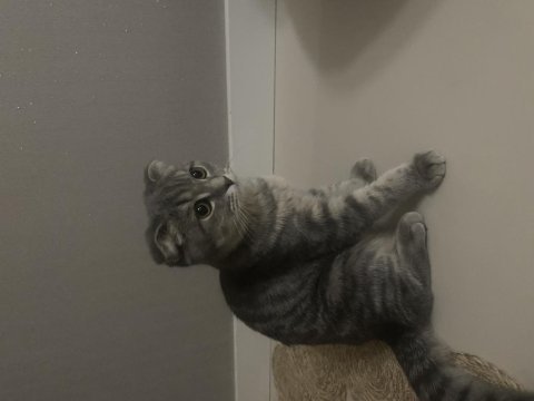 6 aylık sevimli dişi scottish fold