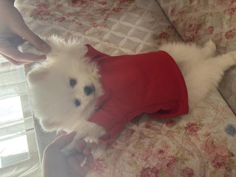 Pomeranian boo acil satılık