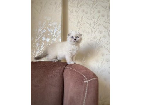 A kalite scottish fold dişi