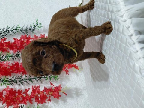 Orijinal kg garantili toy poodle bebekler