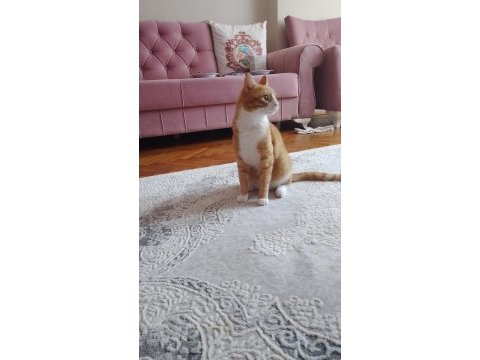 1 aylık kedimize bakıcı arıyorum