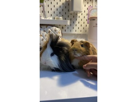 Ücretsiz guinea pig