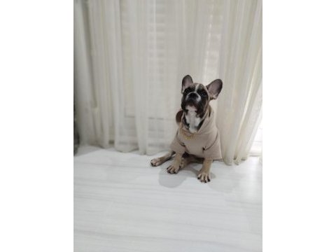 6.5 aylık itaat ve tuvalet eğitimli french bulldog
