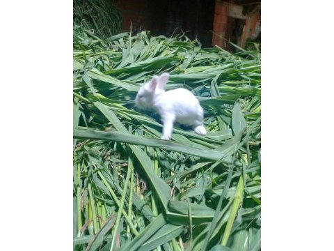 Yavru tavşanlar cüce ve lop
