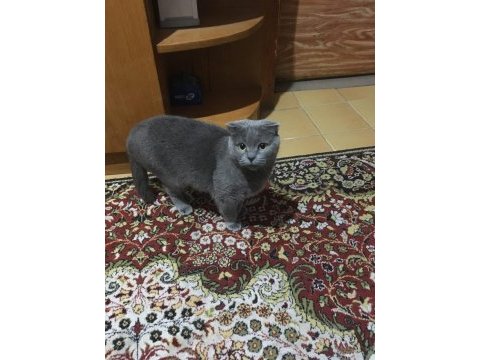Uysal ve sevimli scottish fold