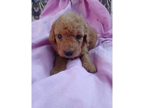 Maltipoo yavrusu