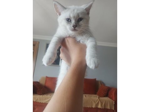 British shorthair kedimiz ömürlük yuvasını arıyor