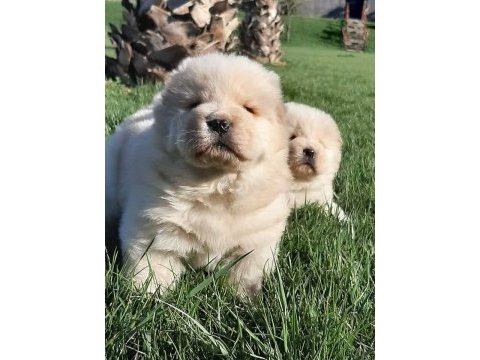 Çin aslanı yavrularımız (chow chow)