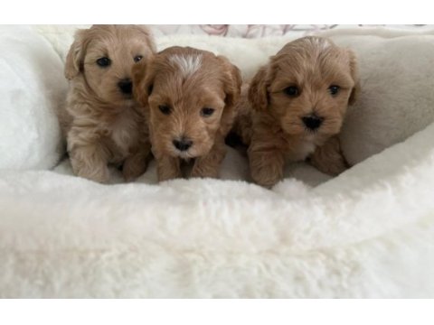 Sevimli maltipoo yavrularımız 