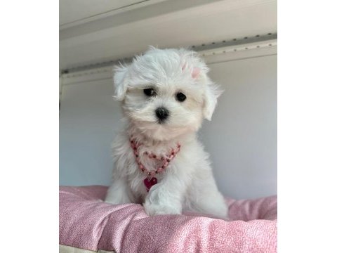 Tatlı tadında maltese terrier