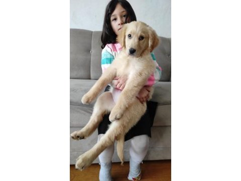 3 aylık bebek suratlı golden retriever