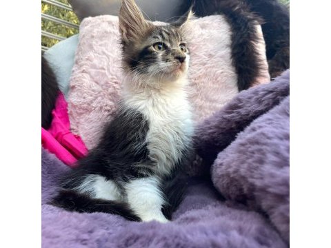 3 aylık orman rengi maine coon erkek