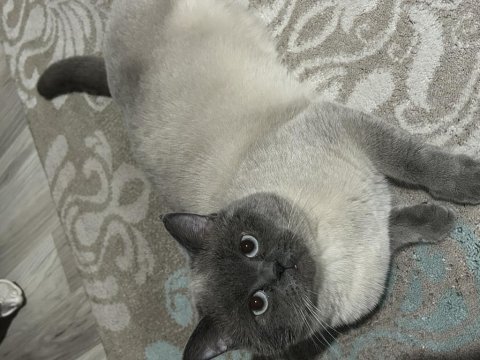 British shorthair oğlumuza eş arıyoruz