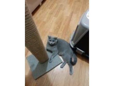 Bir buçuk yaşında mükemmel bir anne scottish fold