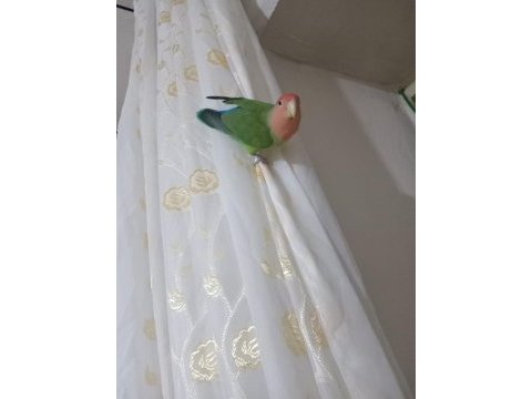 Tek cennet papağanı