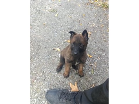 A kalite malinois