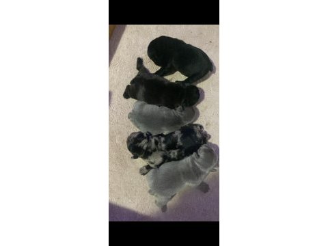 Brillante de arte frenchie özel french bulldog yavrular