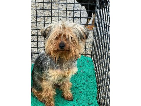 Yorkshire terrier sevgililer gününe özel kampanya