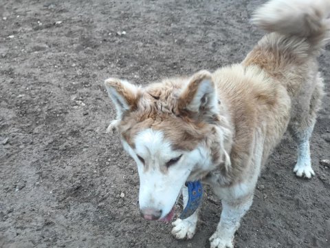 Safkan sibirya kurdu husky