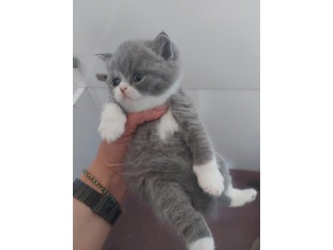 Blue dişi erkek brıtısh shorthaır yavrularımız