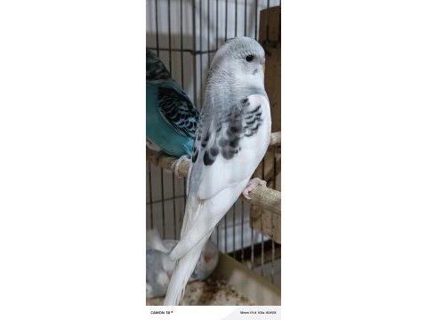 Çıtır çıtır sıcak sıcak imalattan halka muhabbet kuşlar