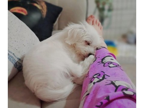 Maltese cesurum prensim