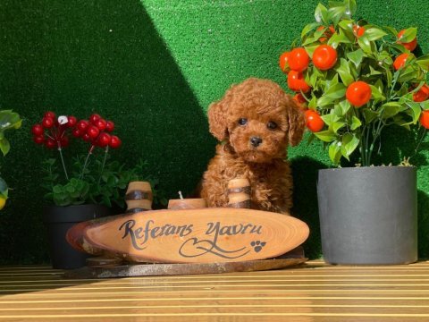 Referans poodle yavrular