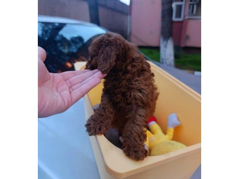 Redbrown toy poddle