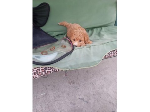 Eğitimli toy poodle