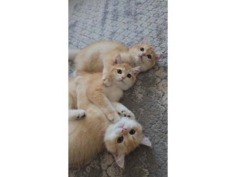 British shorthair golden ny12 yavrular