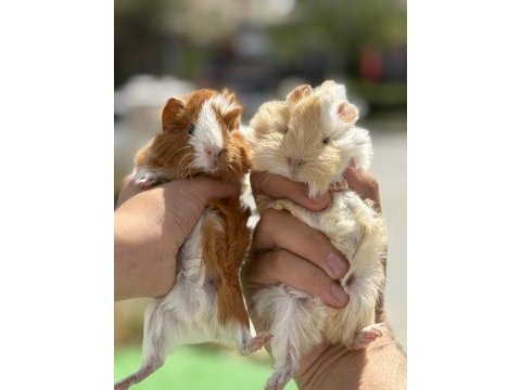 Eğitilebilir özel renk bebek ginepigler