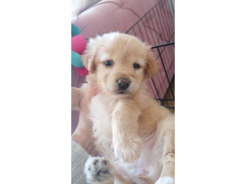 2.5 aylık maltipoo cinsi yavru köpek