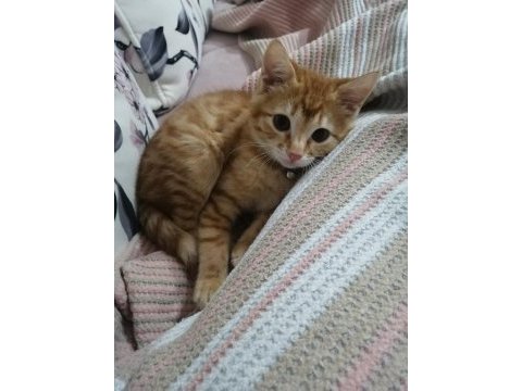 Lokum 3 aylık sarman kedisi