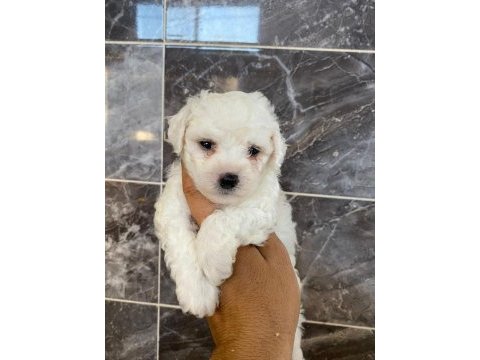 Orjinal kar beyaz bichon frise yavrular 