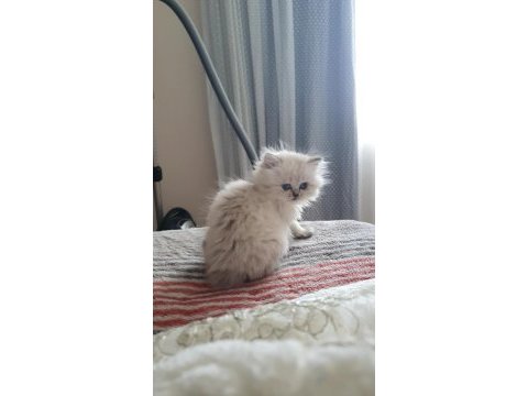 Yavru british longhair teslime hazır