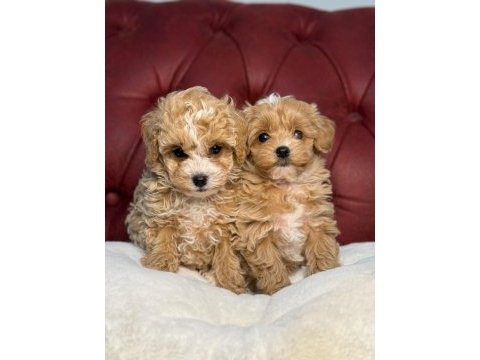 Show kalite en güzel maltipoo yavrularımız