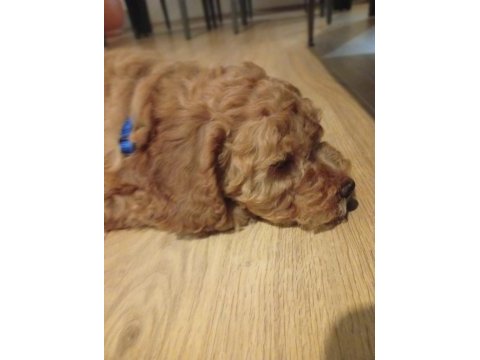 Yavru erkek toy poodle