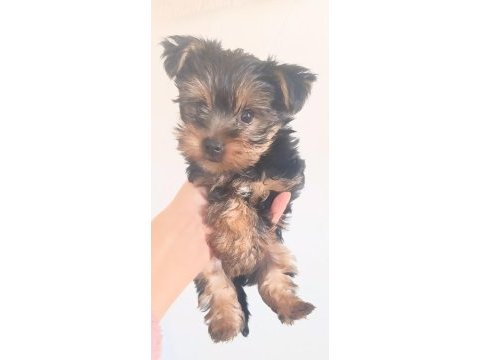 Orjinal yorkshire terrier mini minnacıklar