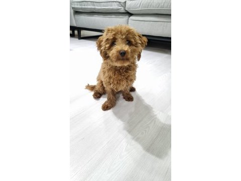 6 aylık maltipoo kızımız tarçın