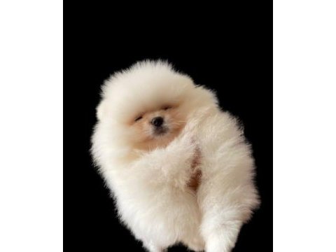 Bebek surat pomeranian
