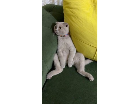 Güzel scottish fold yuva arıyoruz
