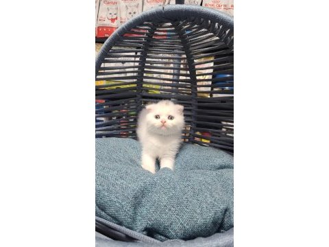 Scottish fold ve british yavrularımız