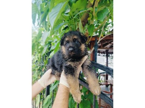 Orjinal şecereli alman çoban köpeği yavrularımız