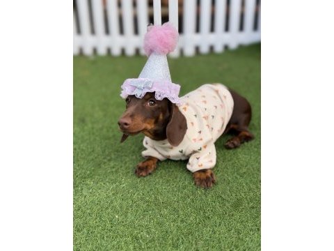 Hayalinizdeki minik sosis dachshund burada