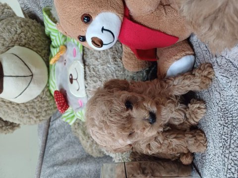 Bir avuç poodle mutluluk